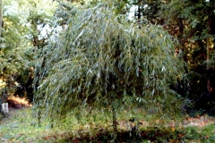 Marthinussen 19
